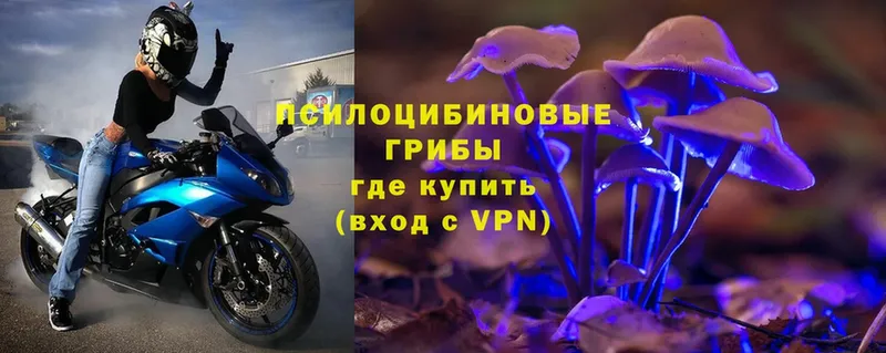 Галлюциногенные грибы Psilocybe  KRAKEN как войти  Дятьково 